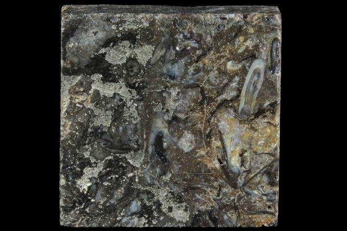 Rhynie Chert - Early Devonian Vascular Plant Fossils #86727